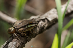 Hyla wrightorum