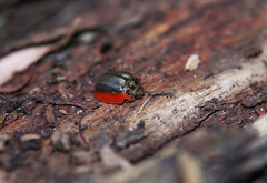 Paropsisterna agricola