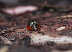 Paropsisterna agricola