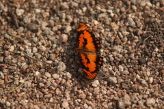 Byblia