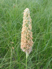 Alopecurus arundinaceus