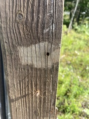 Phalangium opilio