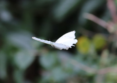 Morpho polyphemus polyphemus