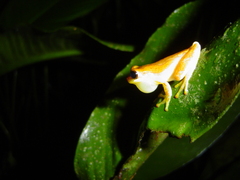 Dendropsophus ebraccatus