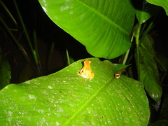 Dendropsophus ebraccatus