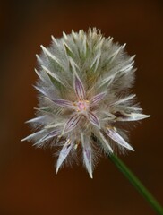 Ptilotus drummondii