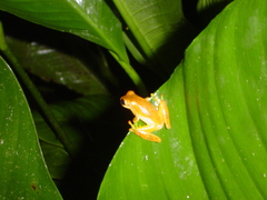 Dendropsophus ebraccatus