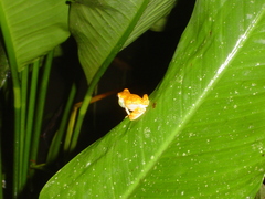 Dendropsophus ebraccatus