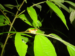 Dendropsophus ebraccatus