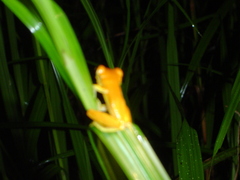 Dendropsophus ebraccatus