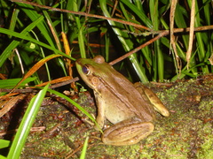 Lithobates vaillanti