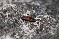 Castiarina hilaris