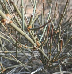 Ephedra nevadensis