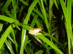 Dendropsophus ebraccatus