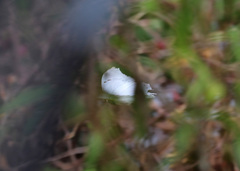 Morpho polyphemus polyphemus