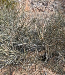 Ephedra nevadensis