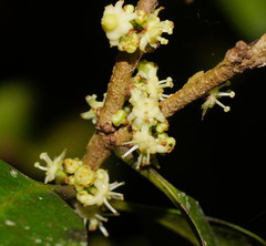 Actephila mooreana