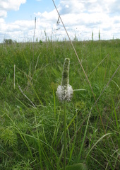 Plantago maxima