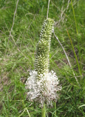 Plantago maxima