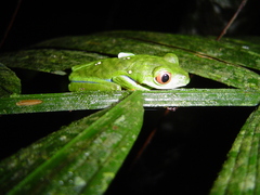 Agalychnis saltator