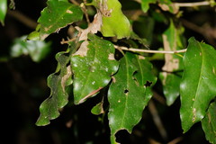 Actephila mooreana