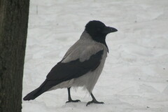 Corvus cornix