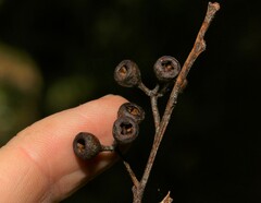 Eucalyptus campanulata