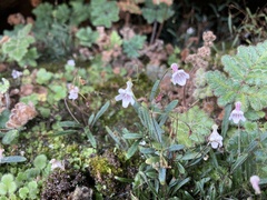 Streptocarpus decipiens