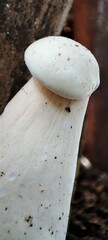 Fungi