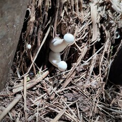Fungi