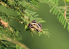 Dynamine postverta mexicana