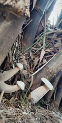 Fungi