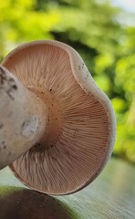 Fungi