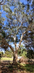 Eucalyptus leucoxylon leucoxylon