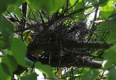 Streptopelia orientalis