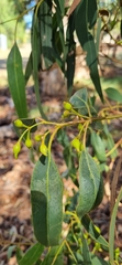 Eucalyptus leucoxylon leucoxylon