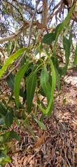 Eucalyptus leucoxylon leucoxylon