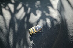 Temognatha mitchellii