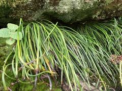 Vittaria isoetifolia