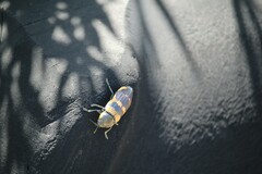 Temognatha mitchellii