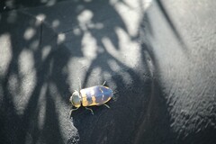 Temognatha mitchellii