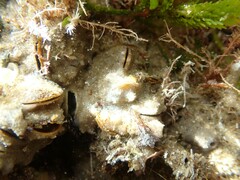 Vulsella ovata