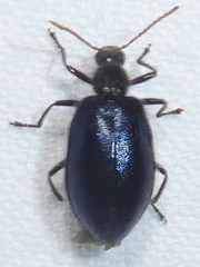 Lagriinae