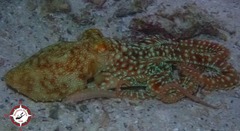 Callistoctopus macropus