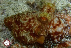 Callistoctopus macropus