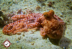 Callistoctopus macropus