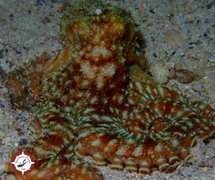 Callistoctopus macropus