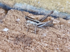 Macrotona securiformis