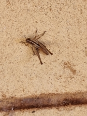 Macrotona securiformis