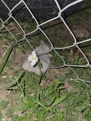 Oenothera tetraptera
